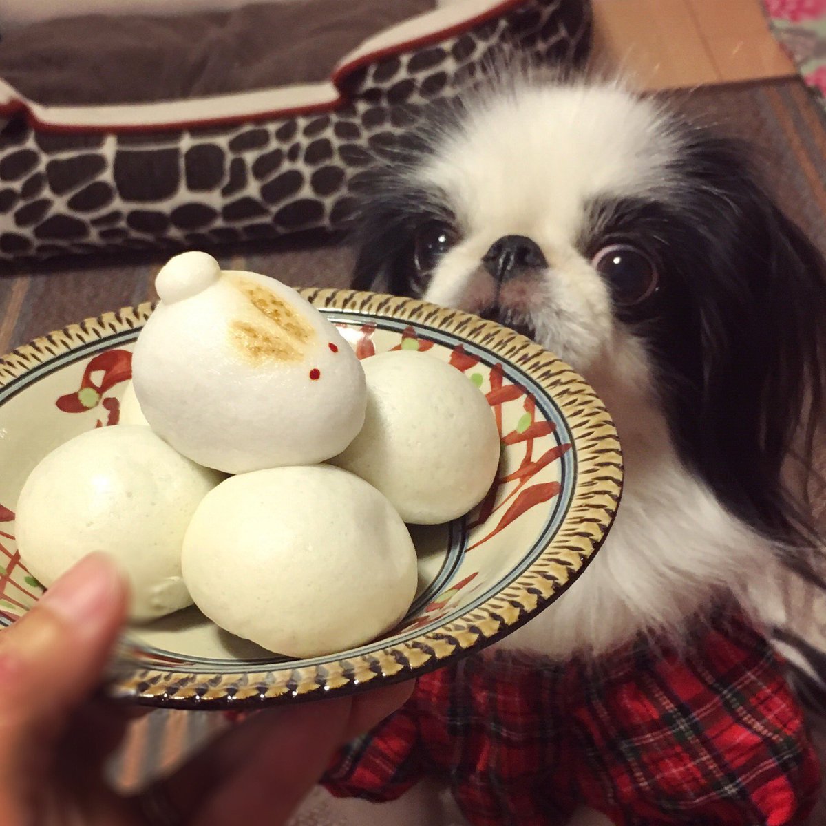 ruby_kii's tweet photo. ことしはお月見まんじゅうです。
#お月見 #中秋の名月 #中秋節 #MidAutumnFestival
#狆 #JapaneseChin #4Oct2017 https://t.co/hg9DFqzUV0