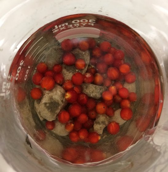 mcewanlab's tweet photo. New lab publication- great to have 2 @univofdayton undergrad coauthors-  Sean Mahoney &amp; @borthday_boy 
https://t.co/iG66XLiNjA https://t.co/5xiyVMgMnc