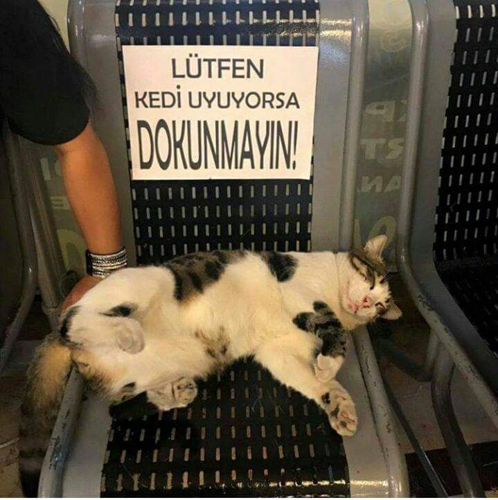 remihan_'s tweet photo. #AnlamıNedir çok anlamlı.. ❤ #hayvanseverim hak ederse insan da sevebilirim https://t.co/xW6acKYOh8