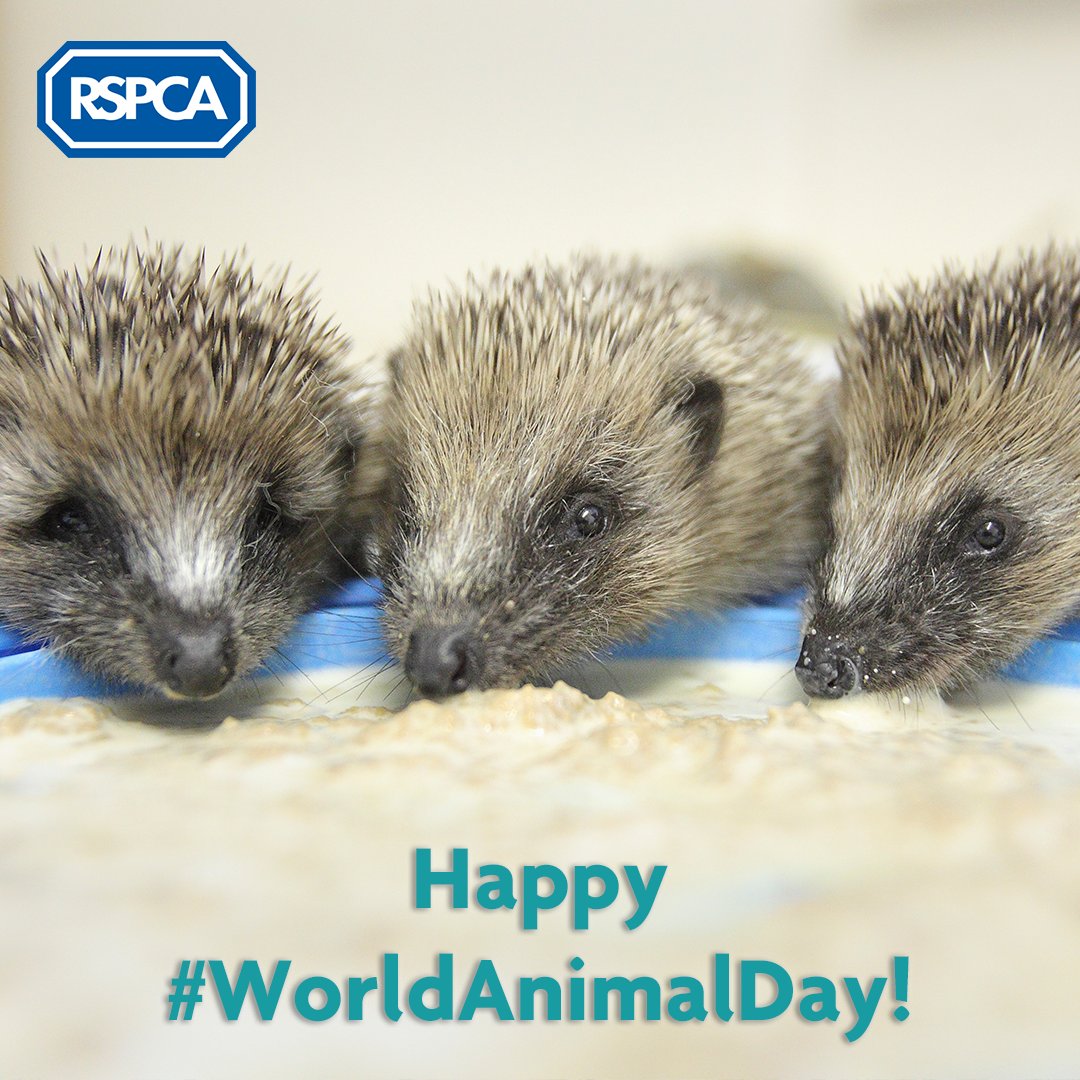 RSPCA (England & Wales) on Twitter: RSPCA (England & Wales) on Twitter: