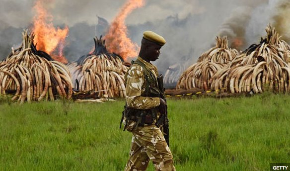 MalawiTravel's tweet photo. .@AfricanParks + @malawiwildlife working hard in #Malawi against illegal ivory trade. Read more in @Daily_Express  
https://t.co/k0yxVWEBlx https://t.co/cdBI1uwnAd