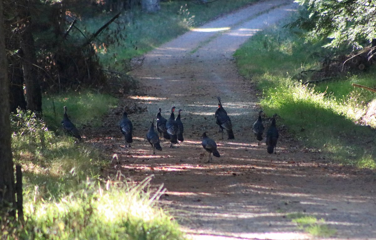 FairWindsCabins's tweet photo. PA #WildTurkey Season WMU 2F begins 10/28/17 - book your cabin at https://t.co/ujVaa5Ptnx or call 800-680-0160. #CookForest #SGL283 #WMU2F https://t.co/XpFCUmRekn