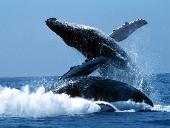 ibonjacome19's tweet photo. Las ballenas jorobadas son animales cosmopolitas que realizan migraciones anuales  entre sus sitios de reproducción y alimentación #bioUSFQ https://t.co/p8W1tuUQtX