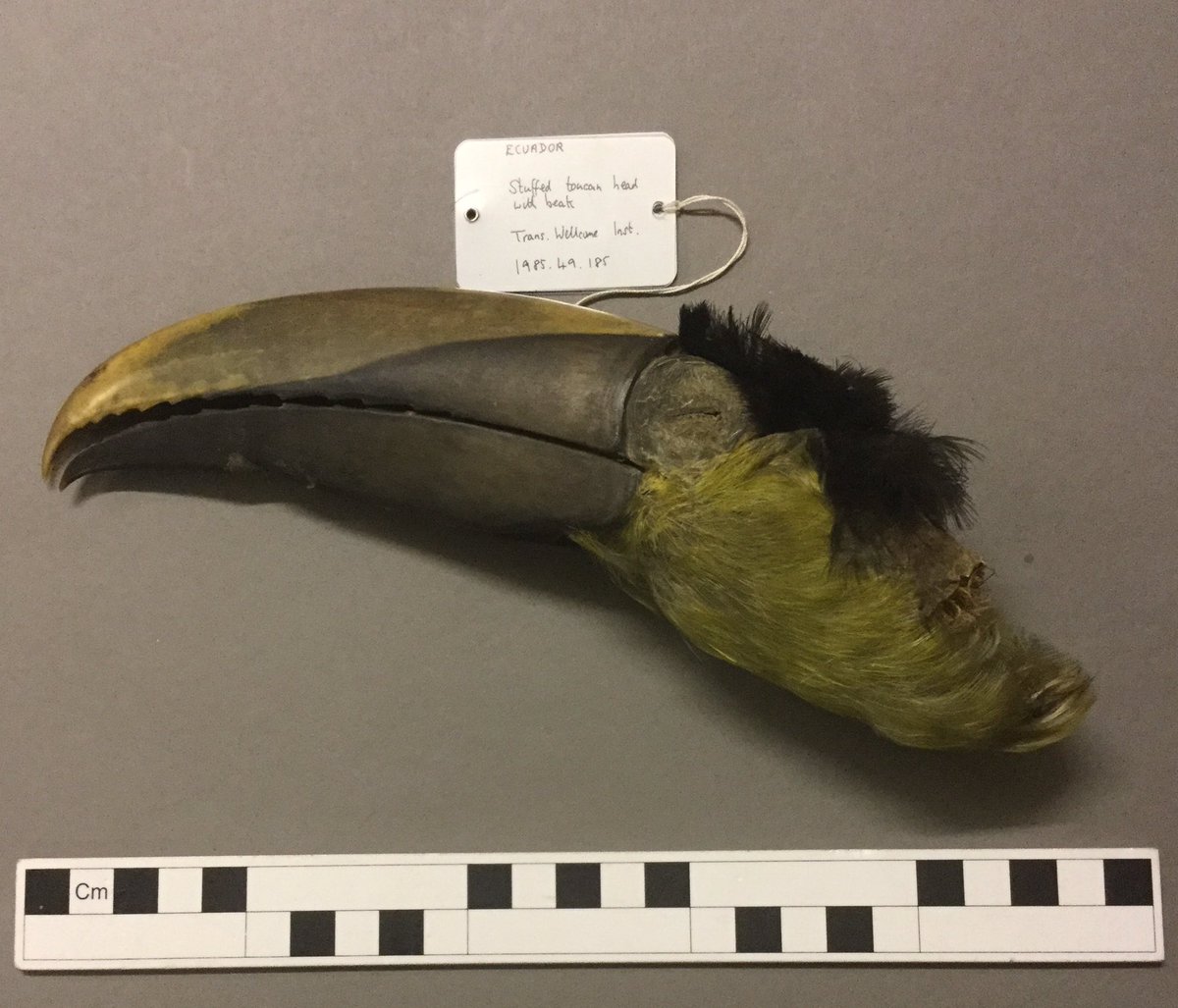 Pitt_Stores's tweet photo. Not what you might expect to find in a drawer of amulets. A stuffed toucan's head from Equador. Transferred from @ExploreWellcome in 1985 https://t.co/3ZMQsgVA1U