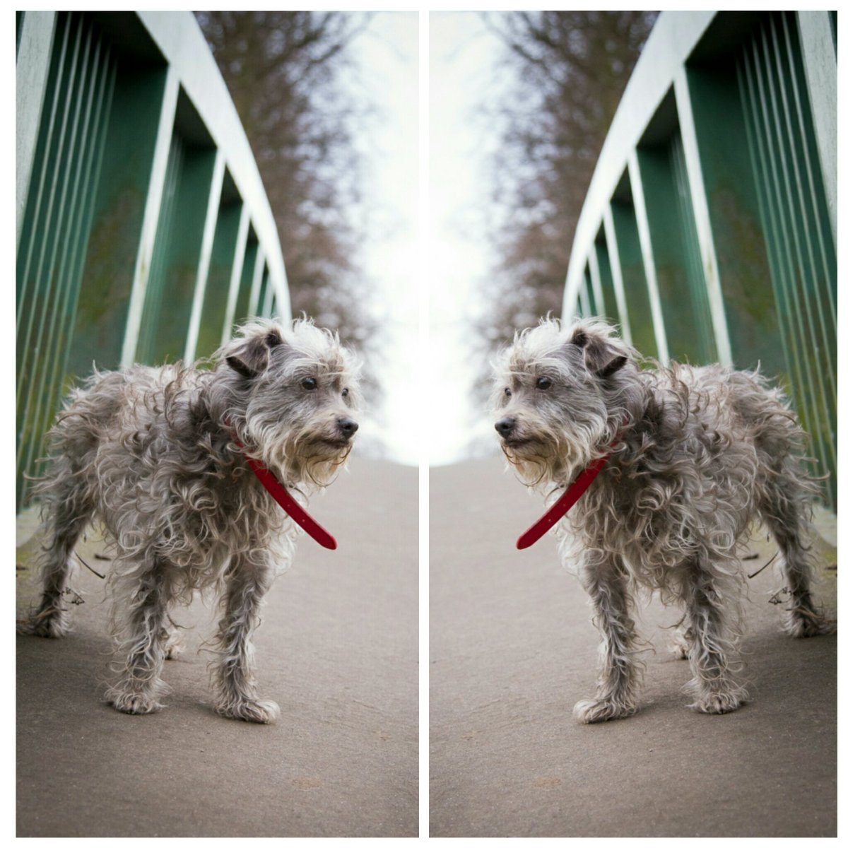 chris_sinfield's tweet photo. Look to yourself for inspiration!
#wisdon #dogsoftwitter #creativephotography
https://t.co/dkzseJDain https://t.co/J4up3rFucA