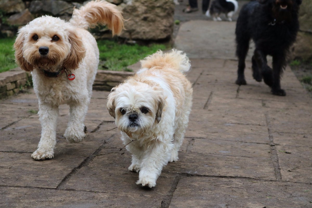 DoggyDaycareSW's tweet photo. This week's guests having been making themselves at home! #cornwall #dogsoftwitter https://t.co/YpYp3uWuu6