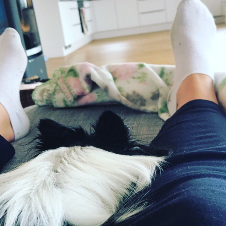 Sarahch1998's tweet photo. 🤧sick, but I have my chihuahua to cheer me up 😍 https://t.co/BWLf5iylKb