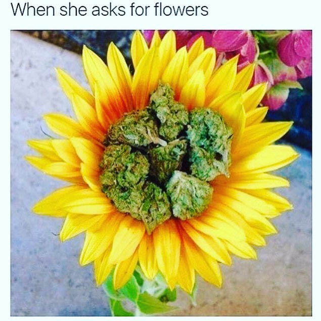 Marijuana Cannabis tweet media