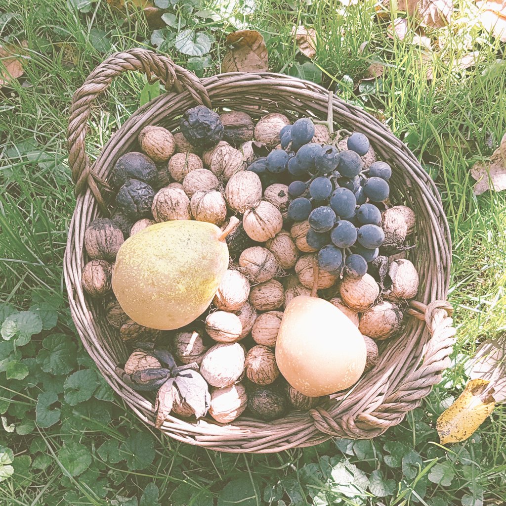 laszlochef's tweet photo. Just picked from the garden #Autumn #treats #chef #cheflife #Hungary #recipe #budapest #hashtag #Ireland #wakemeupwhenseptemberends https://t.co/sguyAfXqah
