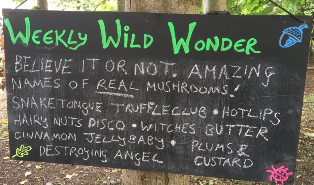 woodlandclass's tweet photo. Week 3 of wild facts in the #woods #fungi #mushroom #amazing #ForestSchool #naturelover #woodland #playeveryday https://t.co/BzNPfI8lDj