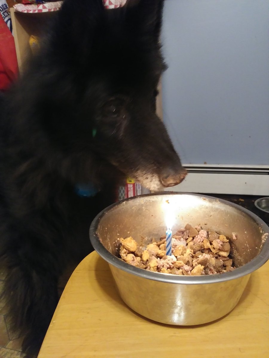 PippinChills's tweet photo. Happy Birthday to me! 15 and still pooping. https://t.co/iCIwcgI716