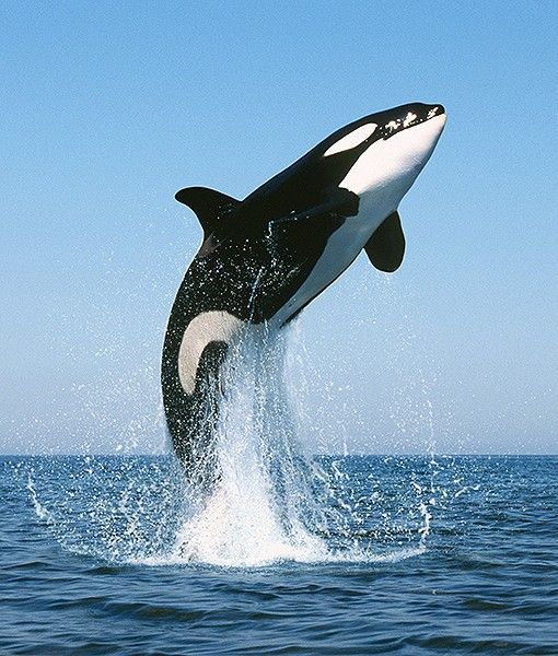 PlaytechLogic's tweet photo. #WorldAnimalDay #Fact : At birth, killer whales are already about 8 feet long and weigh 400 pounds - roughly as heavy as three adult humans🌊 https://t.co/bUwTZVz0s6