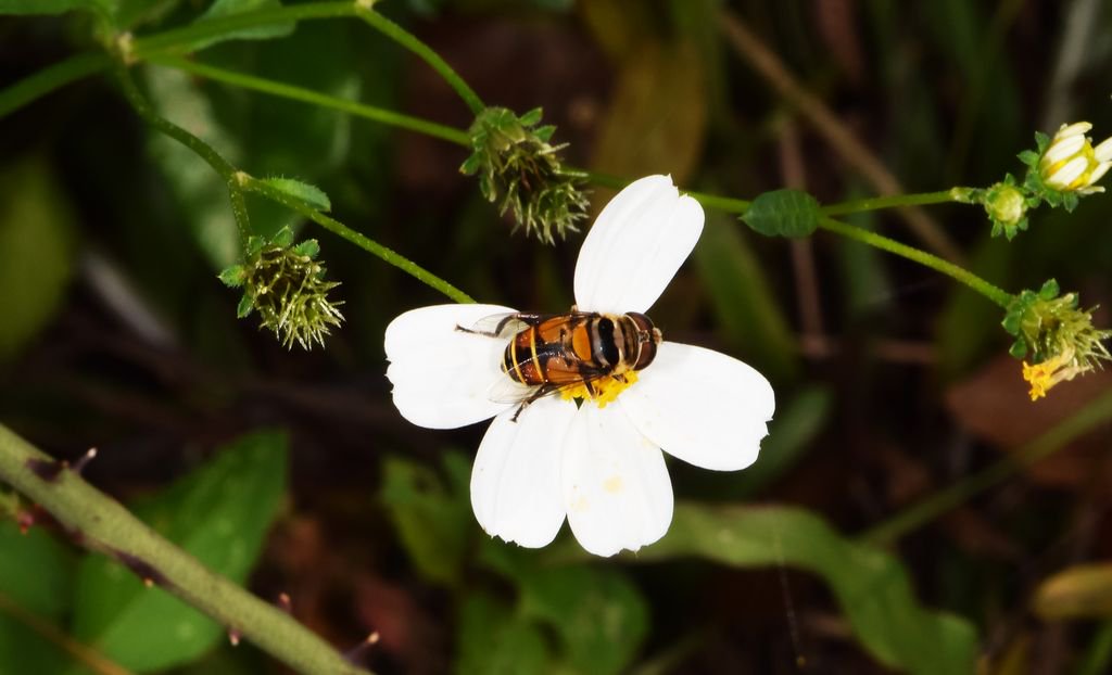 dr_firefly's tweet photo. Palpada vinetorum a syrphid flower fly on Bidens alba @UFNATL. So many #UFBugs to discover for the #BioBlitz this weekend Oct. 7-8. https://t.co/YoXLlQldKo