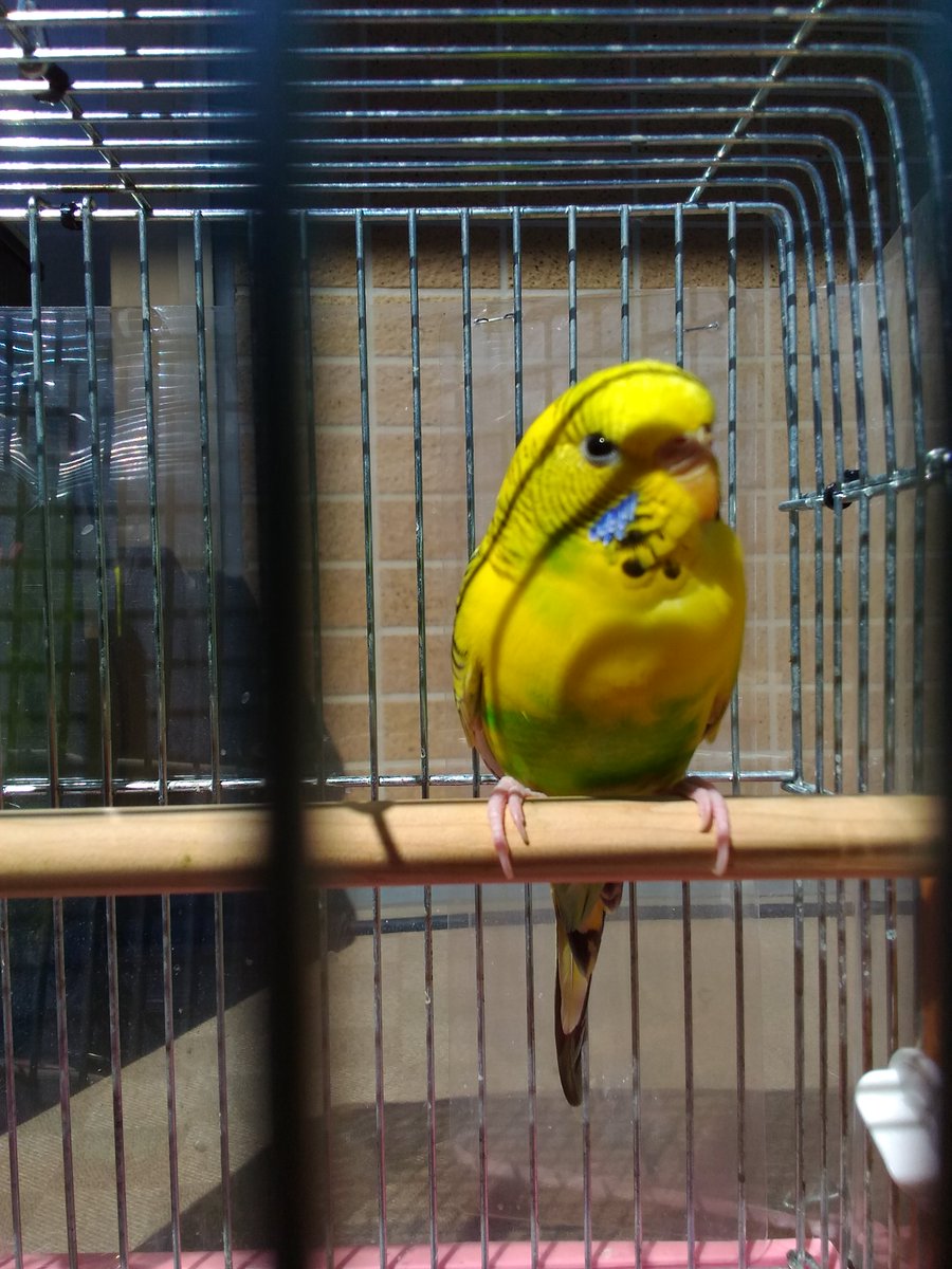 ナノちゃん きっとカラスに襲われたであろう嘴と左頬の傷は随分よくなってきました 今朝の体重30 6g 強運のこの子は良い子でお迎えを待ってます 飼い主さんはどこですか 期日でポスター引き上げたらひとまわり遠くのスーパーとかに貼ってもらおうか