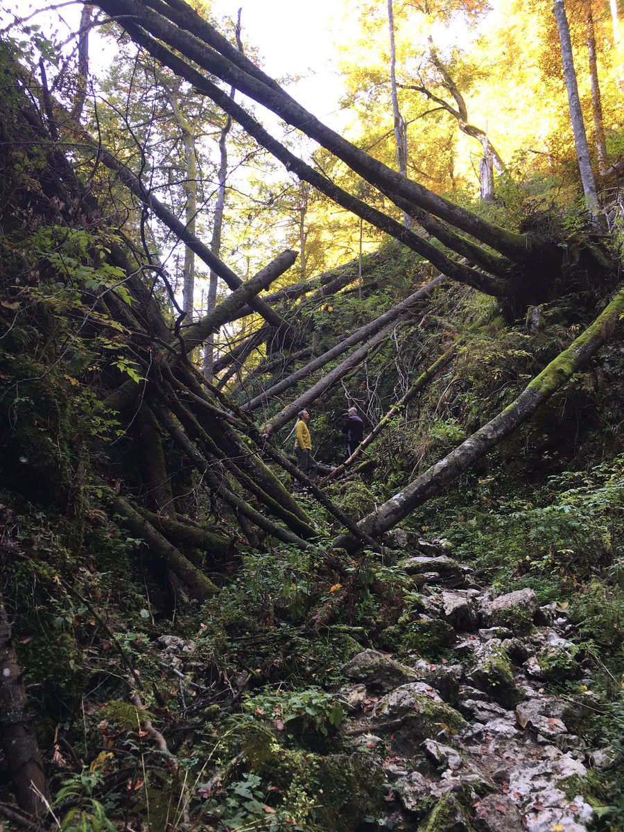 Alpine_Retreat's tweet photo. Pokljuska Soteska looking wonderfully primordial on a recent walk. https://t.co/dqmQYBDfaC
