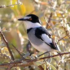 SpitzkoppeCamp's tweet photo. Be inspired by nature within our spectacular bird habitats @SpitzkoppeCamp
#WorldAnimalDay #birdviewing #nature #camping #namibiatourism https://t.co/YedXAEDEOx