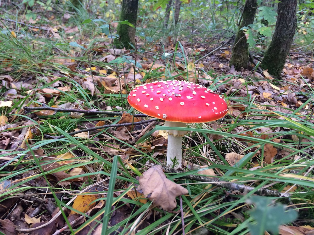 Herfst op de Vughtse heide