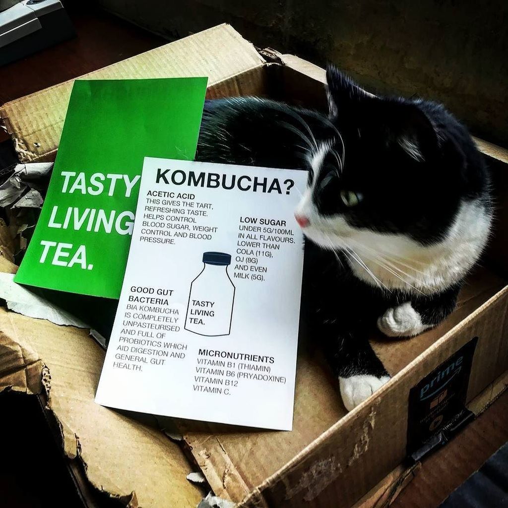 Bia_brews's tweet photo. Knowledge. Is. Power. Here is the 🐱 powering up with info about the ol TASTY LIVING TEA. First stop this info shee… https://t.co/aAOcsVS8KP https://t.co/TGAo9TZpLX