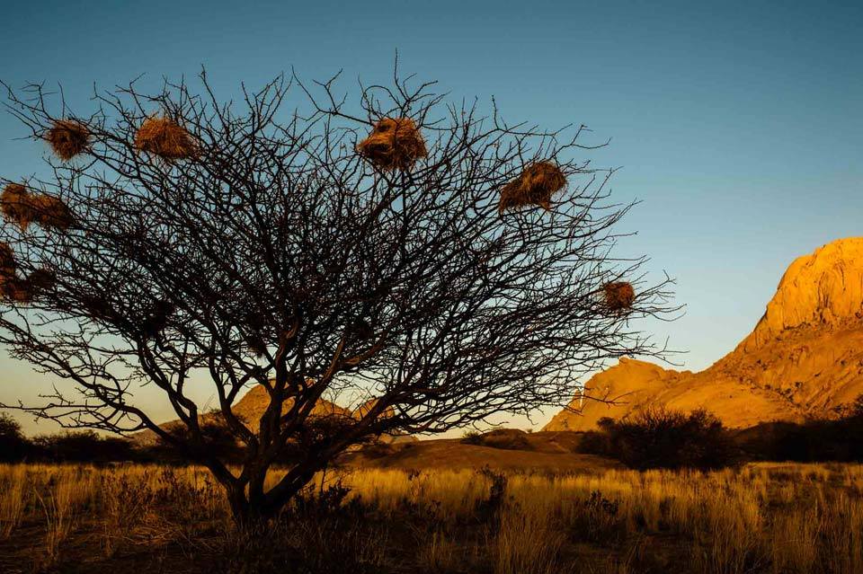 SpitzkoppeCamp's tweet photo. Be inspired by nature within our spectacular bird habitats @SpitzkoppeCamp
#WorldAnimalDay #birdviewing #nature #camping #namibiatourism https://t.co/YedXAEDEOx