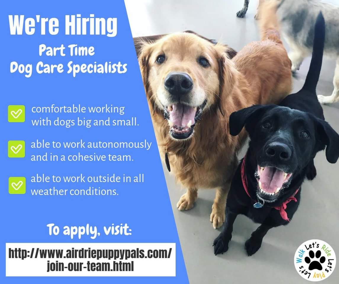 AirdriePuppyPal's tweet photo. Now hiring Part Time Dog Care Specialists! #airdrie #alberta #airdriejobs #yyc #airdriedogs #yycdogs https://t.co/46Y0Ct7II1