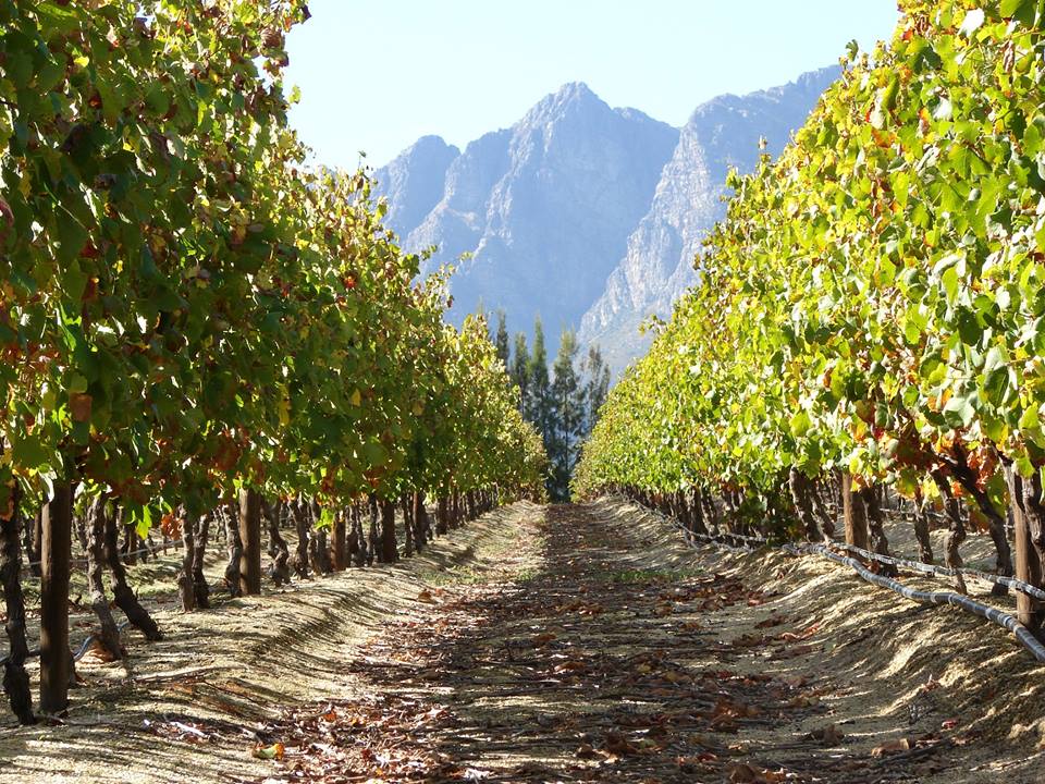 visitwellZA's tweet photo. Congrats #heartwellington @WineRoute winners #MichelangeloAward @LintonParkWines @Diemersfontein @Dunstone_Estate @ImbukoSA @WinesWellington https://t.co/fTilKIl6cZ