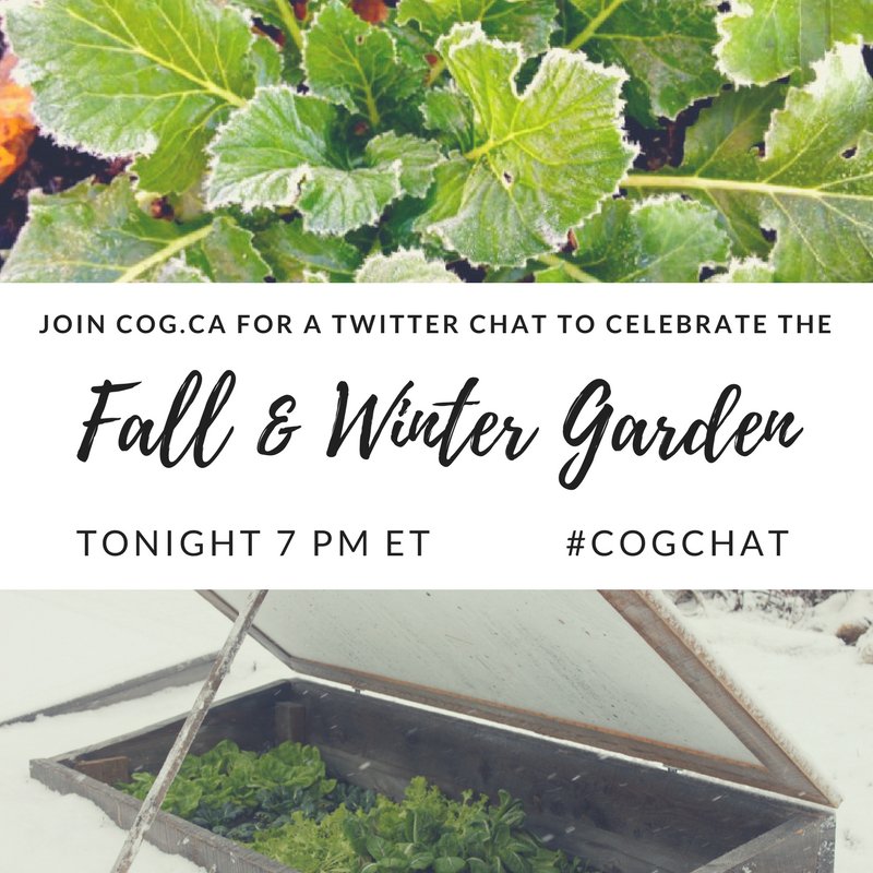NikiJabbour's tweet photo. I'm taking part in this fall and winter veggie gardening chat tonight with @CanadianOrganic - will you join us? #gardening #canada #gyo https://t.co/ZZOqhfuv6Q