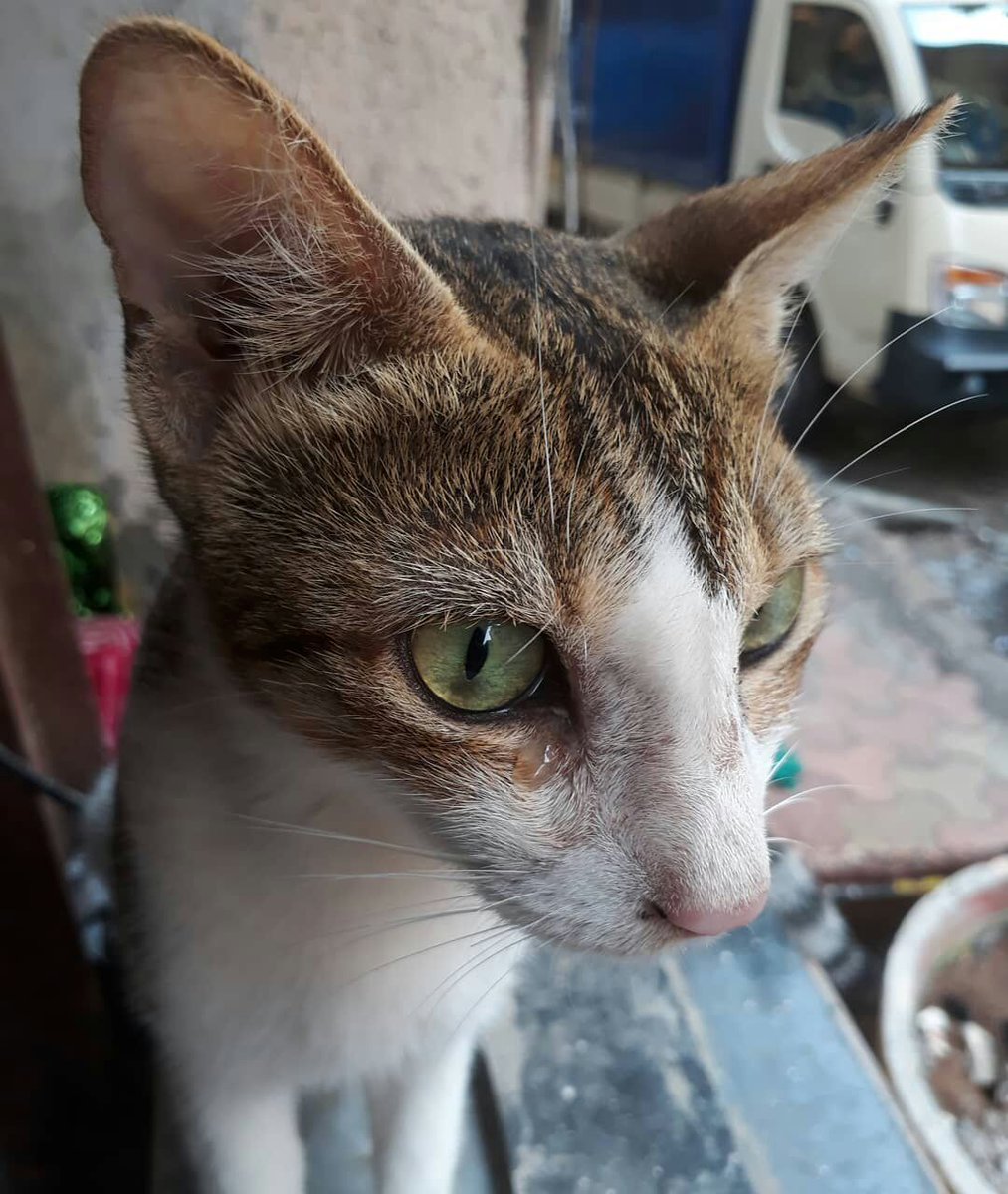 priyankv07's tweet photo. Their screams go unheard, their cries go unanswered, every tear spoke thousands of words but yet, went un-noticed! #WorldAnimalDay https://t.co/aX9eNlCX5H