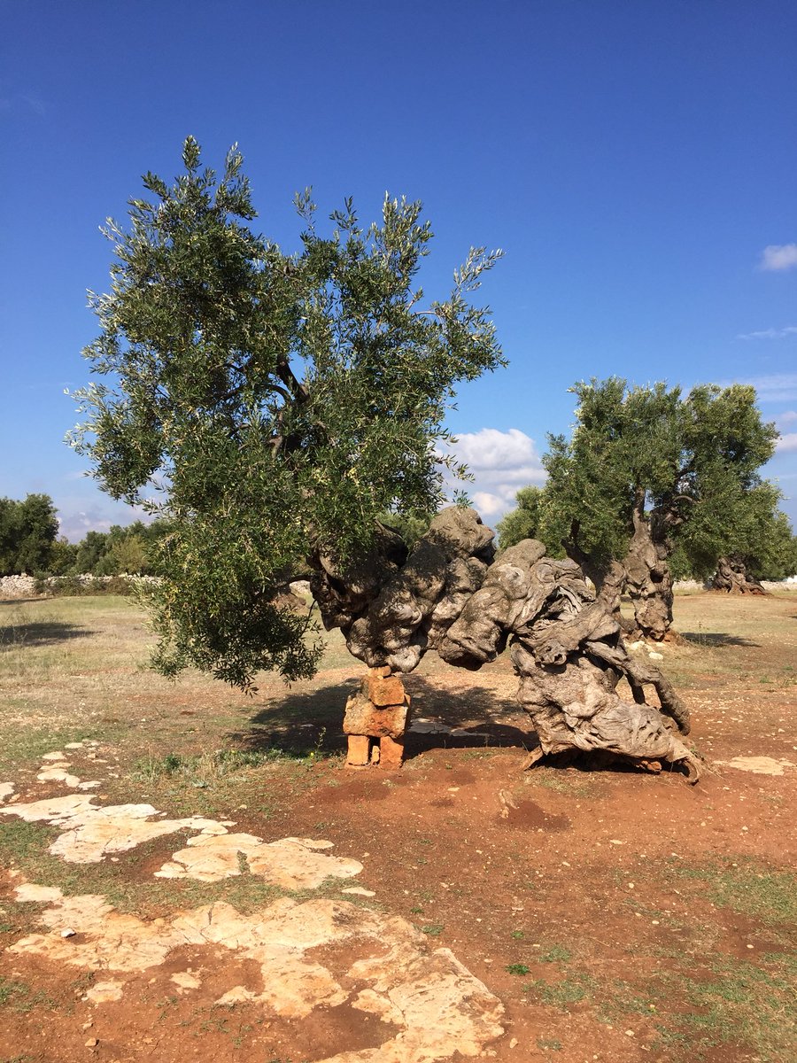 SVPuglia's tweet photo. How many years do you think this olive tree have? 
#southernvisionstravel 
#southernvisions
#WeAreinPuglia https://t.co/opGph0xQ8v