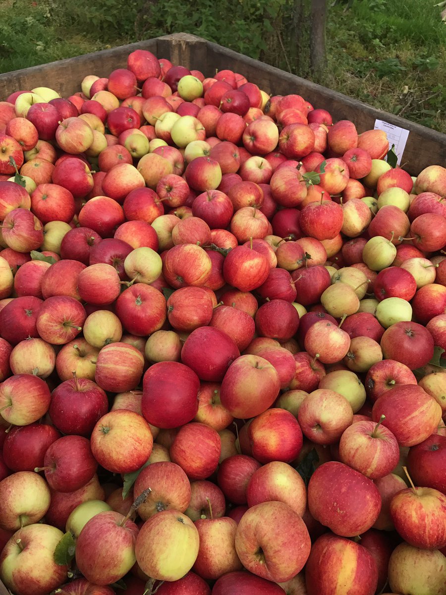 Chegworthvalley's tweet photo. The #harvest continues 🍎we are in the #Gala #orchard today 🌿🍎🍎🍎🍎🍎🍎🍎🍎🍎🍎🍎🍎🍎🍎🍎🍎 https://t.co/8Pf7Dz78dI