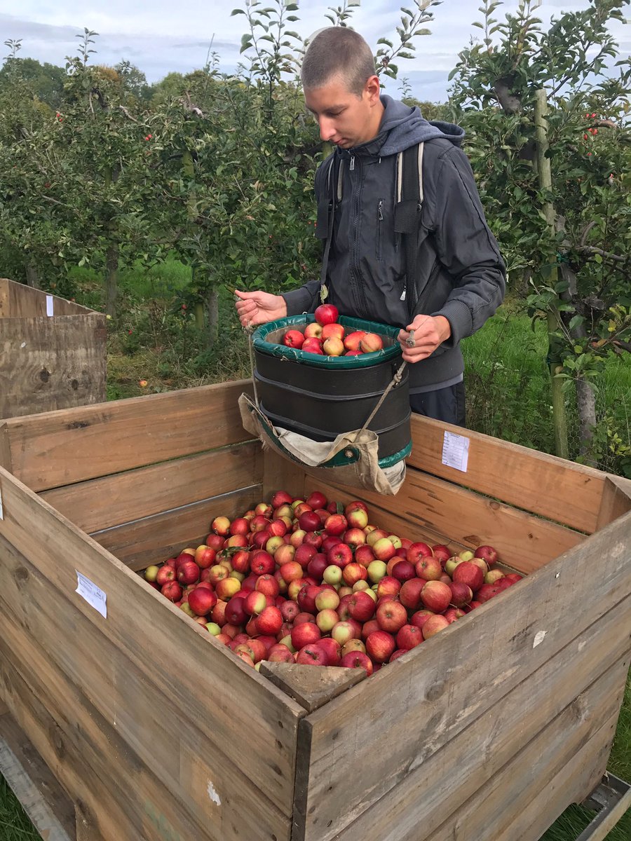 Chegworthvalley's tweet photo. The #harvest continues 🍎we are in the #Gala #orchard today 🌿🍎🍎🍎🍎🍎🍎🍎🍎🍎🍎🍎🍎🍎🍎🍎🍎 https://t.co/8Pf7Dz78dI