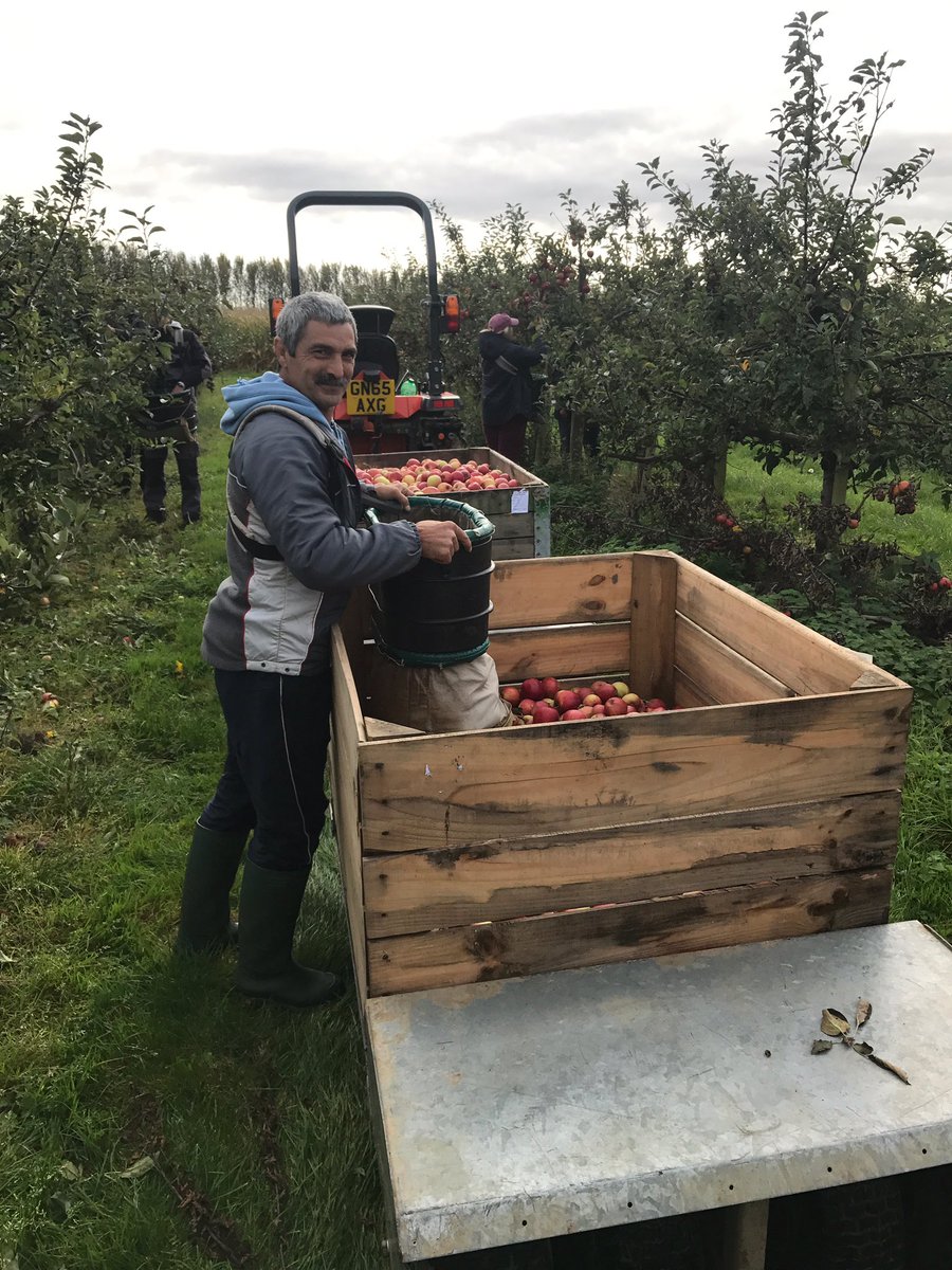 Chegworthvalley's tweet photo. The #harvest continues 🍎we are in the #Gala #orchard today 🌿🍎🍎🍎🍎🍎🍎🍎🍎🍎🍎🍎🍎🍎🍎🍎🍎 https://t.co/8Pf7Dz78dI