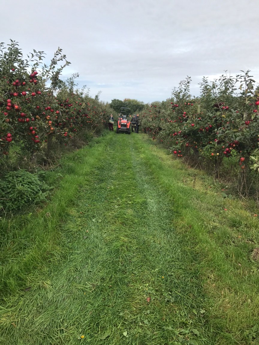 Chegworthvalley's tweet photo. The #harvest continues 🍎we are in the #Gala #orchard today 🌿🍎🍎🍎🍎🍎🍎🍎🍎🍎🍎🍎🍎🍎🍎🍎🍎 https://t.co/8Pf7Dz78dI