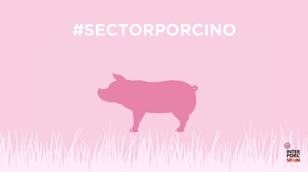 interporc's tweet photo. España , puntera en #SectorPorcino en bienestar animal, sanidad, alimentación y prevención en el medio ambiente https://t.co/DZWXbNrB2N https://t.co/2E6LFmibf8