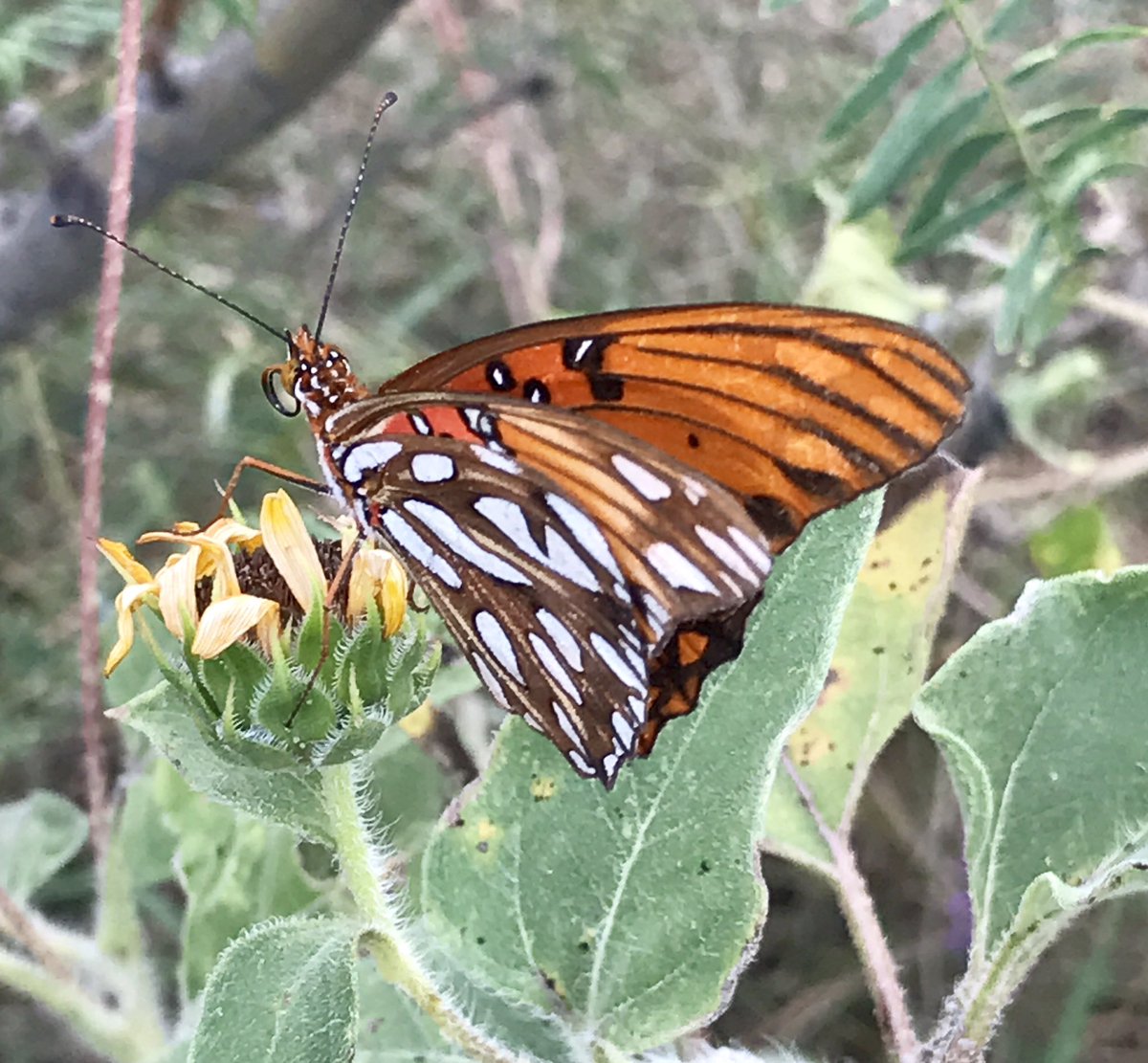 kathrynwells333's tweet photo. Gulf Fritillary butterfly (Agraulis vanillae). The underside is fab! 10/03/17, Lewisville, TX.
#TXPollinators
#BioBlitz
#somethingorange https://t.co/xBousHDiS1