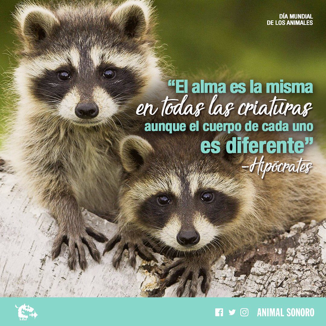 Hoy es un buen día para hacer consciencia sobre el trato que le damos a los  animales. 🙏🏼🌈🌎 #WolrdAnimalDay #DíaMundialDeLosAnimales, image size:1080x1080