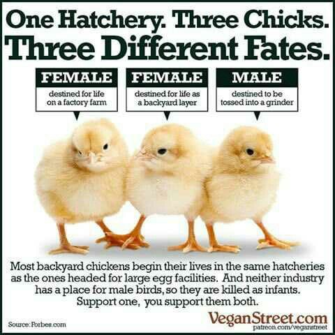 Herbiⓥore tweet media