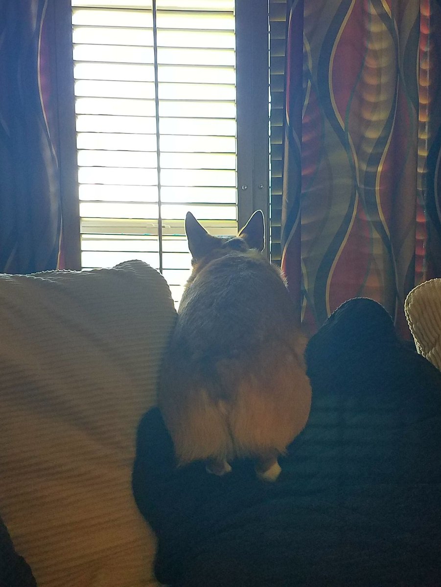1UpCrochet's tweet image. When the curtain is open Ollie takes on watchdog duty. #corgination #datbutt