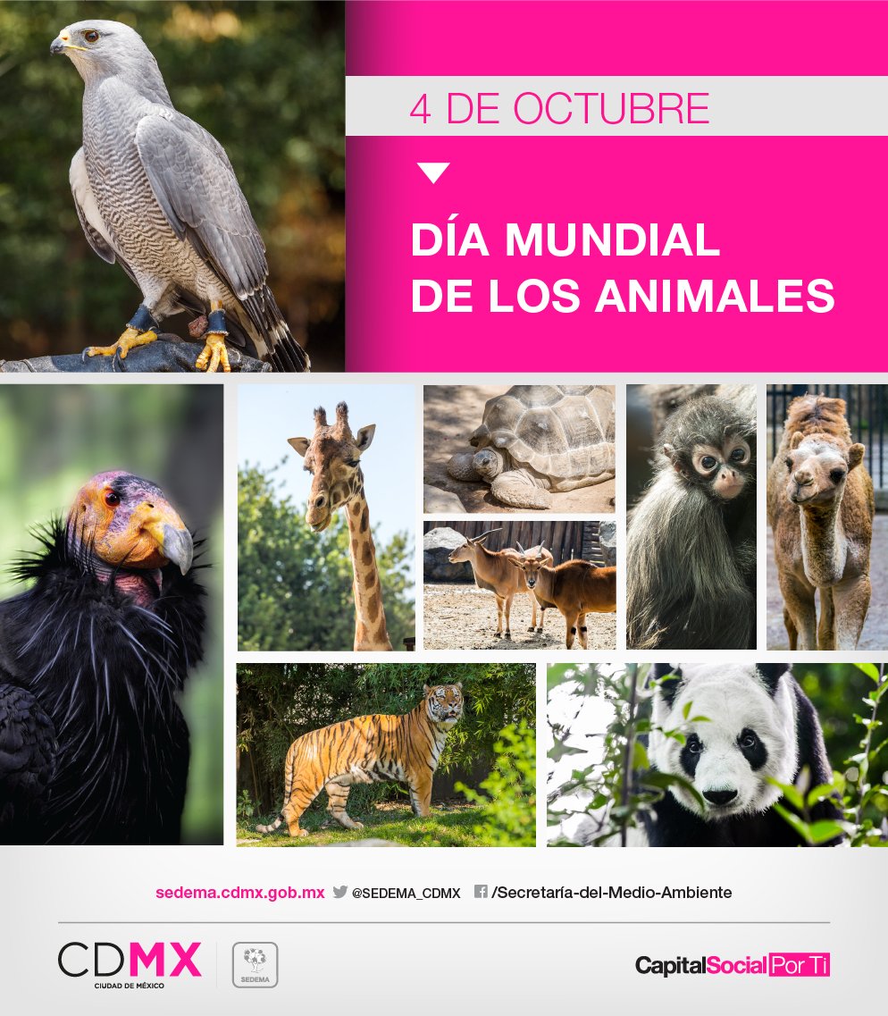 Secretaría del Medio Ambiente tweet media