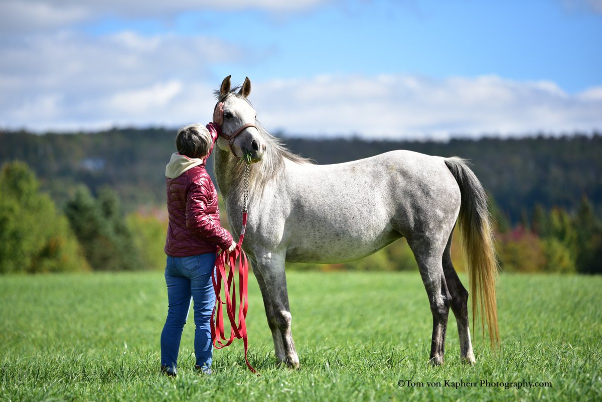BackInBromont's tweet photo. Arabian Love
#horsehour #arabianhorse #horses #photography https://t.co/6TTewedybc