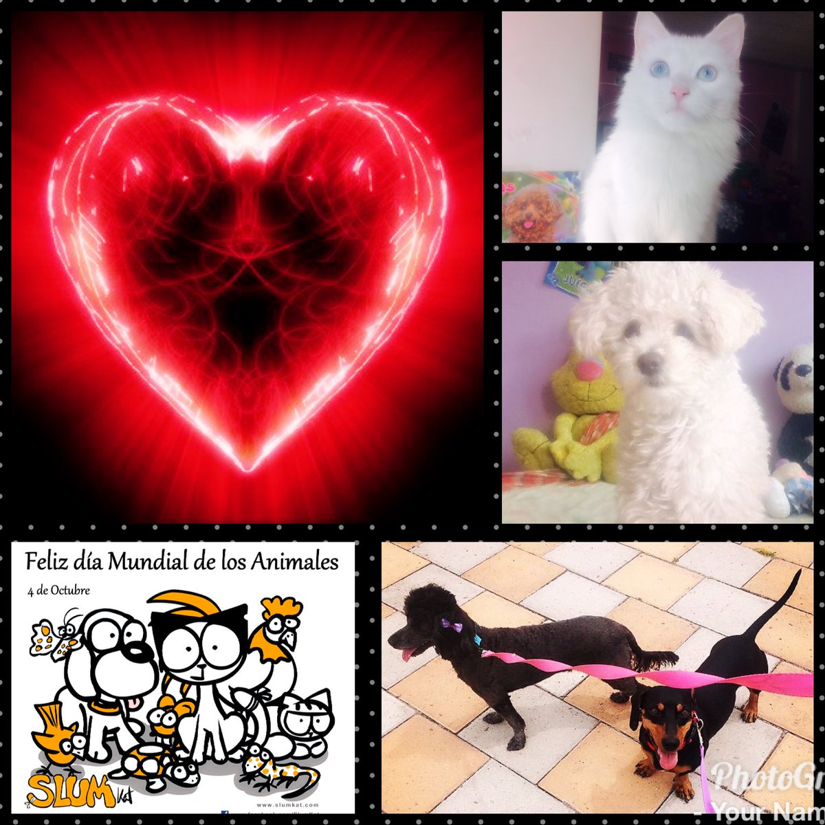 Gissk91's tweet photo. Amarlos tanto mis pekeños Lul��, Salchi. Chiky y Ecli 💞 https://t.co/zij5VKKqGU