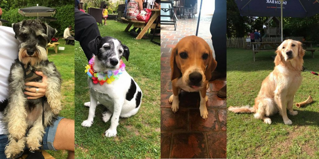 TheTreeBoxHill's tweet image. We love our furry visitors to The Tree after their walks on Box Hill, they always bring a smile to our faces #WorldAnimalDay #dogwalks