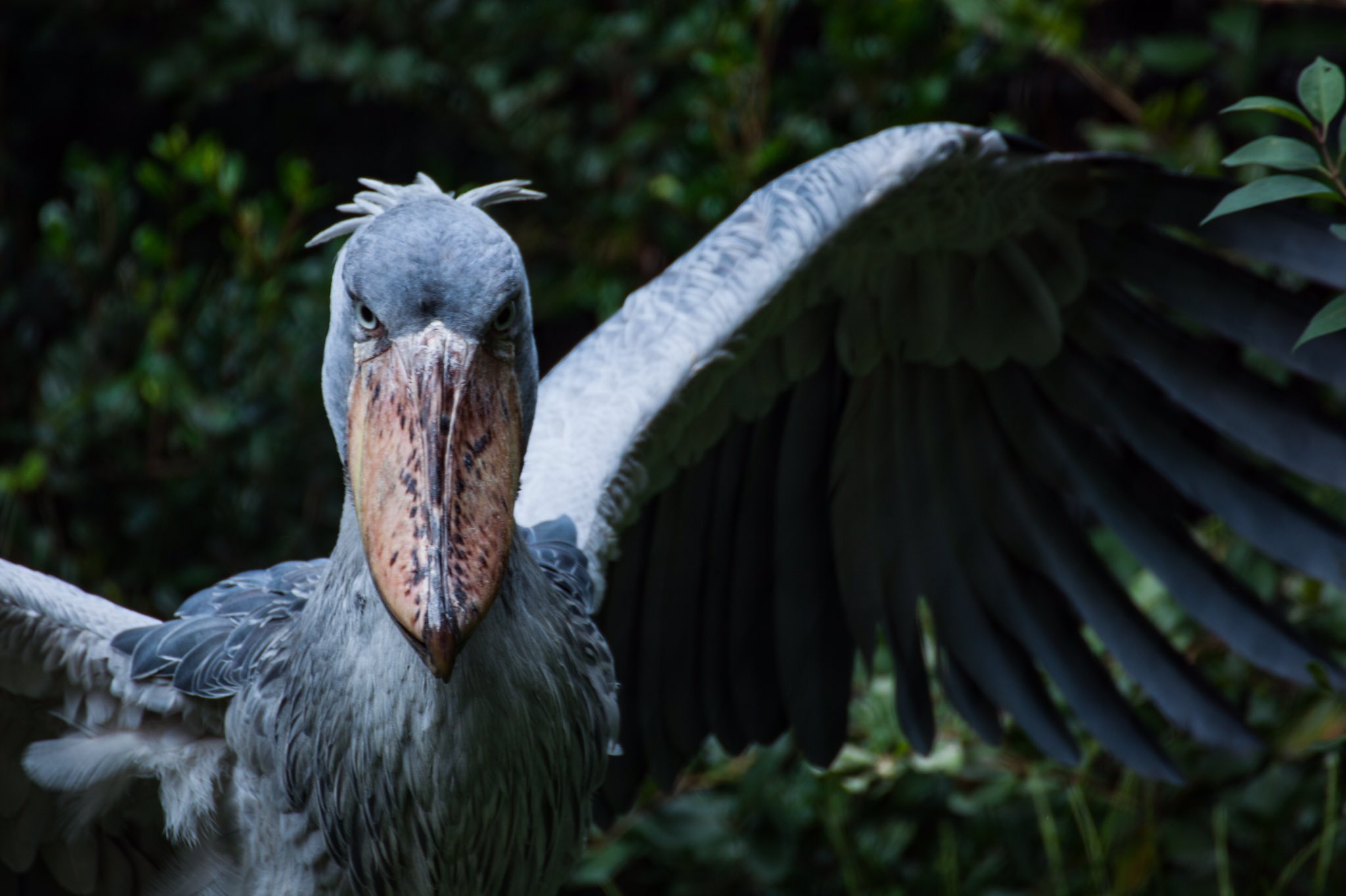 トール En Twitter ハシビロコウ 彼らは かっこいい 勇ましい 美しい 可愛い 凛々しい そんな彼らを愛している 少しでもいいと思ったらrt いいねお願いします ハシビロコウ 上野動物園 けものフレンズ ファインダー越しの私の世界 Bird Photography