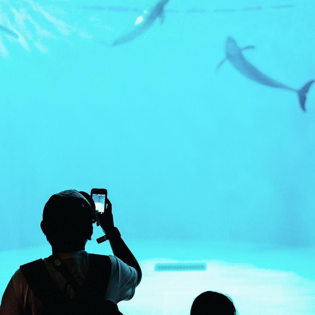 toshhijjjjjjji's tweet photo. 宮島水族館𓆝𓆟
.
.
.
location:廿日市市宮島水族館
.
.
.
.
.
#宮島 #水族館 #魚
.
#miyajima #aquarium #fish #setouchigram62
.
#photo #pics_… https://t.co/ZHN4mw85Hw https://t.co/qeNsPInaHL