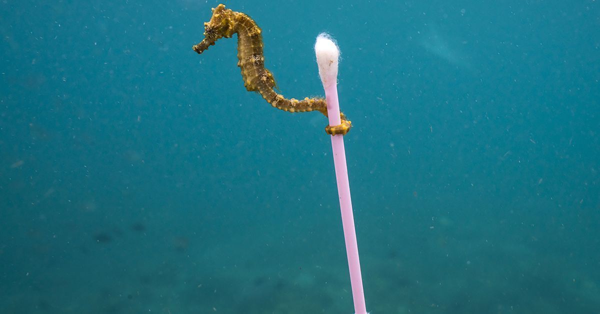 oceangen_'s tweet photo. This photo of a seahorse is both beautiful and heartbreaking. Read the story: https://t.co/BFw1LUQjSk #plasticpollution https://t.co/wZIKlLX5kK