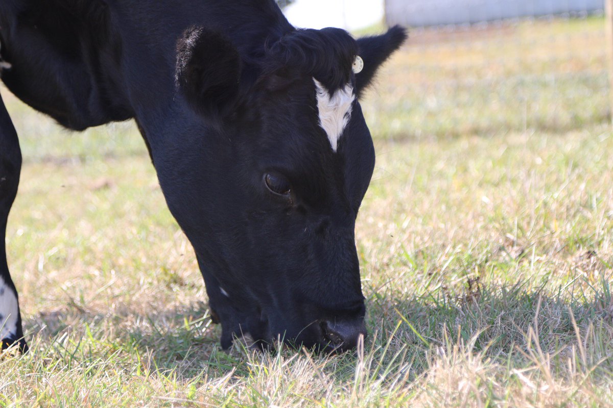 BarnSanctuary tweet picture