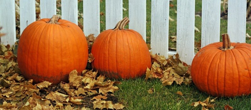 View schedule changes for the Thanksgiving Day holiday on Monday, October 9. saultstemarie.ca/Newsroom/Octob… https://t.co/5wMbE1NLrm