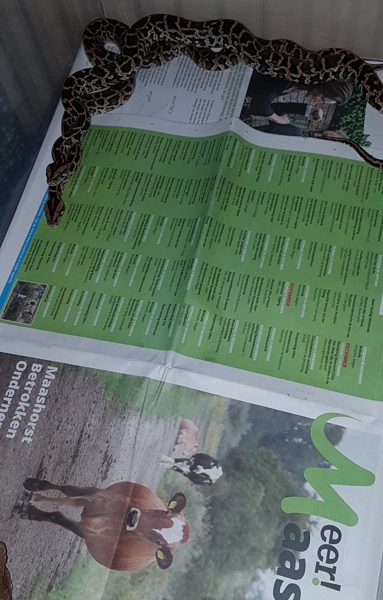Mijn baby slangen Ferry &amp; Jerry krijgen vandaag koeien op het menu. #dierendag