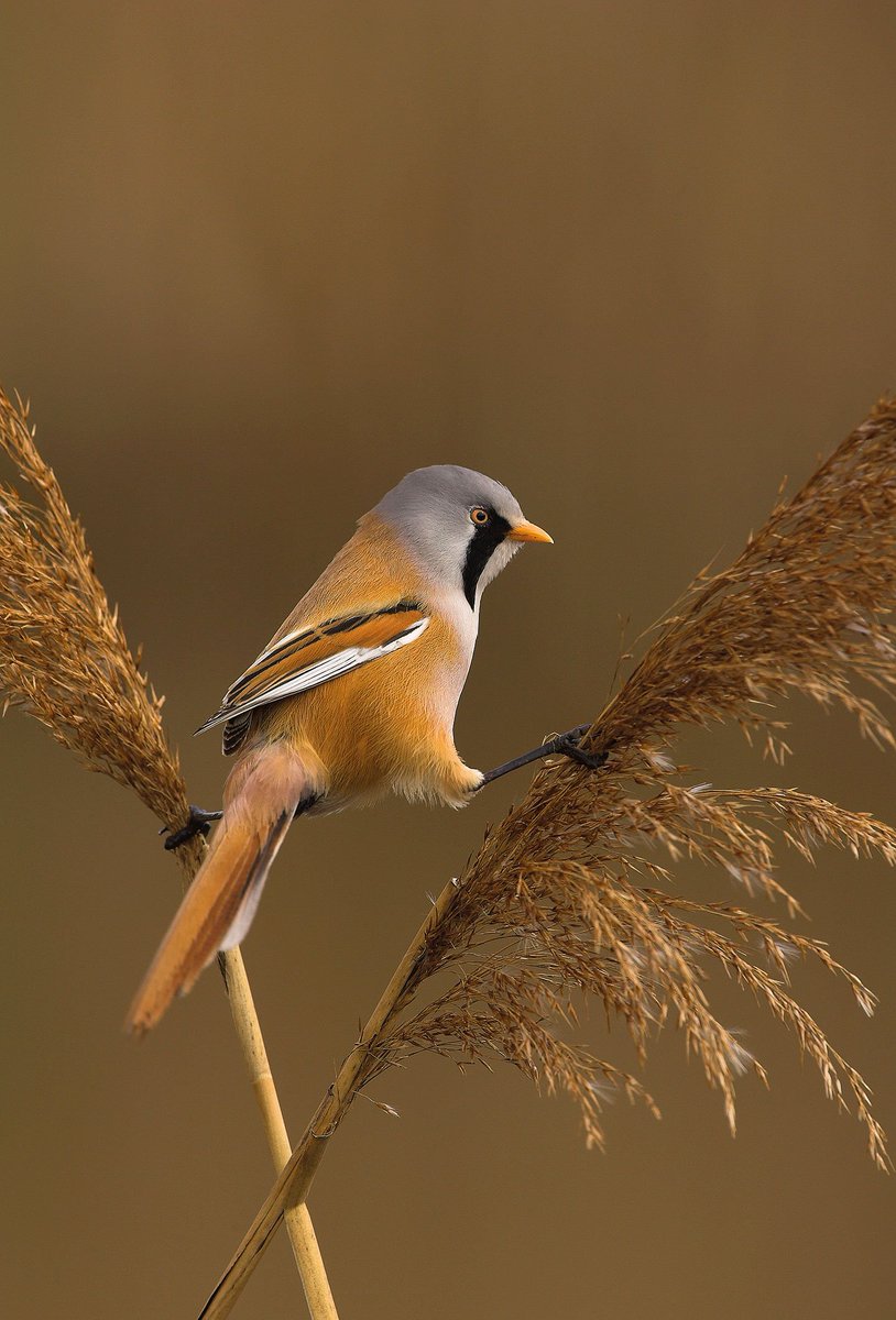 #PhotoOfTheWeek The Bearded Reedling by #DannyGreen from <a href="/WildNatureDiary/">Wild Nature Diary</a> 2018, available now. wild-nature.co.uk/photo/week-40