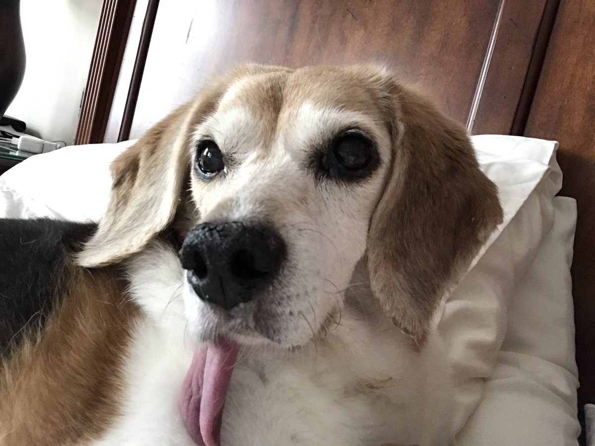 NemoTheBeagle's tweet photo. Beagle Selfie. https://t.co/RMkYLHaWjF