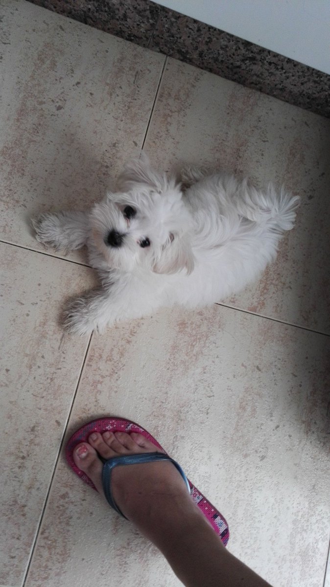 PaulaParpi's tweet photo. #zapeando969 no sé si tengo una perrita o una oveja, el caso es que es una monada @zapeandola6 https://t.co/SYTaTPv0PI